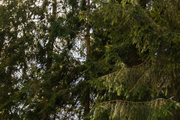 Ramas de abeto en el bosque - foto de stock