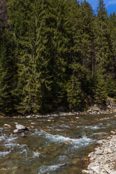 Fiume e alberi sempreverdi nella foresta — Foto stock