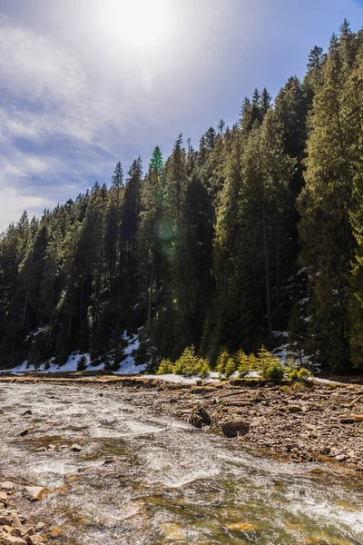 Scenic view of river and spruce forest with sky at background - foto de stock