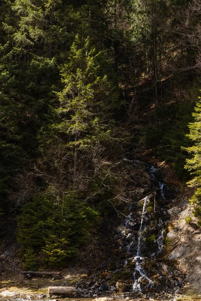 Mountain creek on hill near spruce forest — стоковое фото