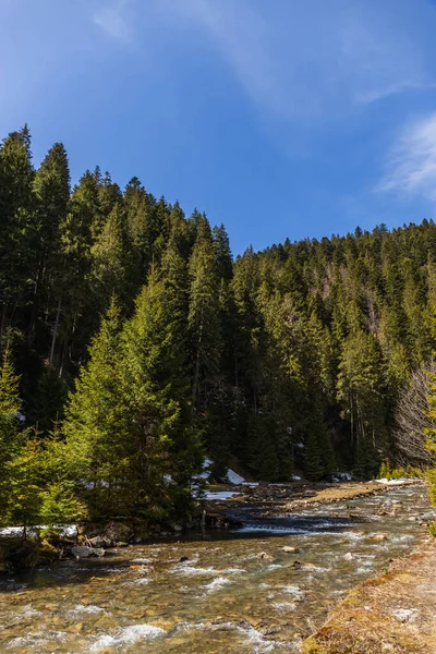 Mountain river and forest with blue sky at background — стоковое фото