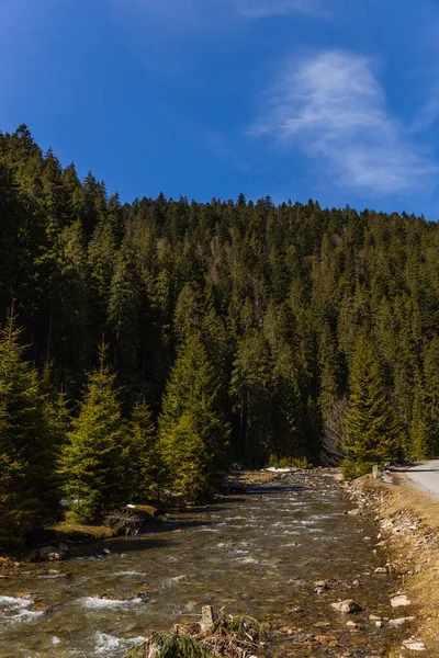 Alberi di abete rosso vicino al fiume di montagna con cielo blu sullo sfondo — Foto stock