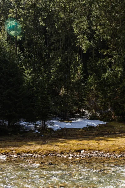 Snow on ground in forest near river at daytime — стоковое фото