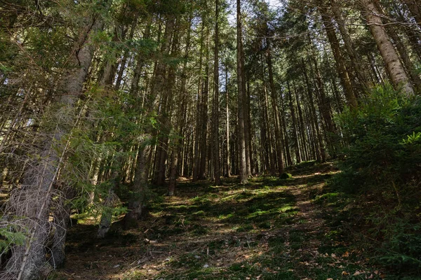 Scenic view of spruce forest with sunlight on ground — стоковое фото