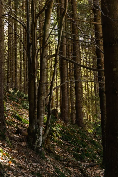 Árboles en la colina en el bosque de montaña - foto de stock