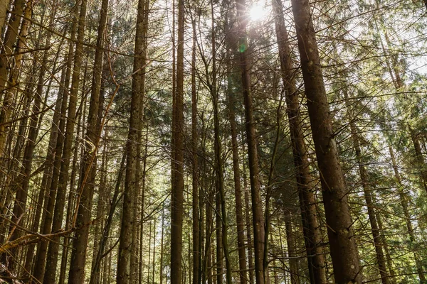 Luz do sol e árvores de coníferas na floresta — Fotografia de Stock