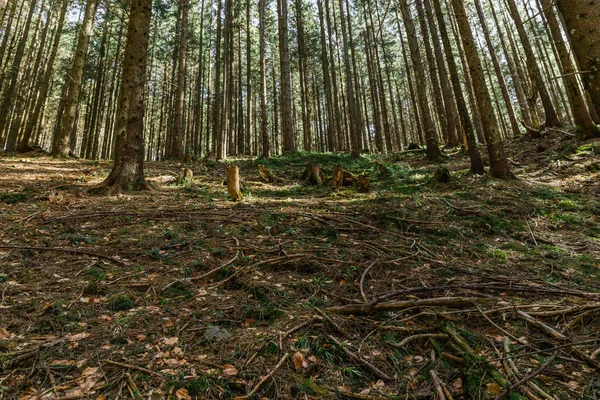 Holzzweige auf Wiese im Fichtenwald — Stockfoto