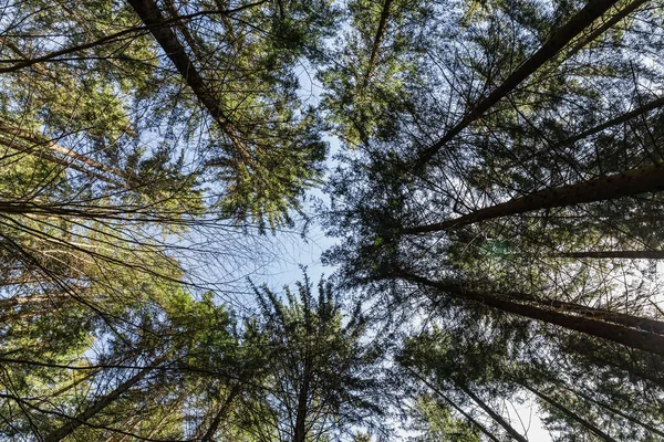 Bottom view of trees in forest with blue sky at background — стоковое фото