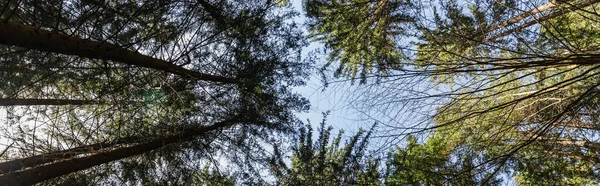 Bottom view of trees in forest and blue sky, banner — Stock Photo