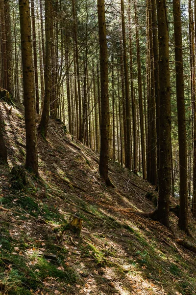 Luce del sole sul muschio e sul terreno nella foresta — Foto stock