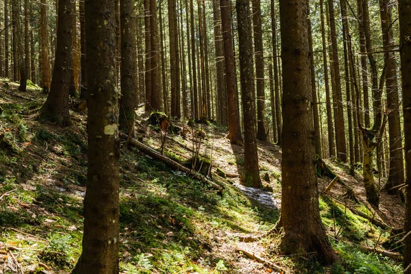 Luce del sole su erba e muschio nella foresta di conifere — Foto stock