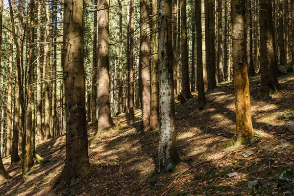 Luce del sole su tronchi di conifere n foresta — Foto stock