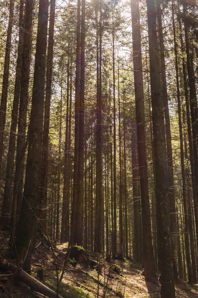 Lumière du soleil sur une clairière mousseuse dans une forêt d'épinettes — Photo de stock