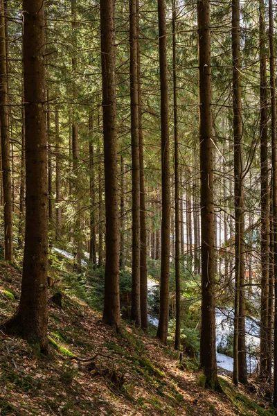 Neige sur la colline dans la forêt de conifères au printemps — Photo de stock