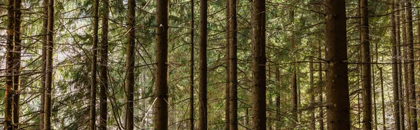 Árboles de coníferas en el bosque durante el día, pancarta - foto de stock