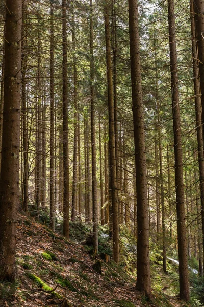 Evergreen forêt sur la colline dans les montagnes — Photo de stock