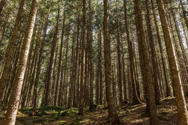 Forêt à feuilles persistantes avec lumière du soleil sur le sol pendant la journée — Photo de stock