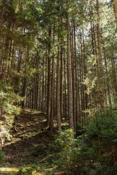 Pinos y la luz del sol en la colina en el bosque - foto de stock