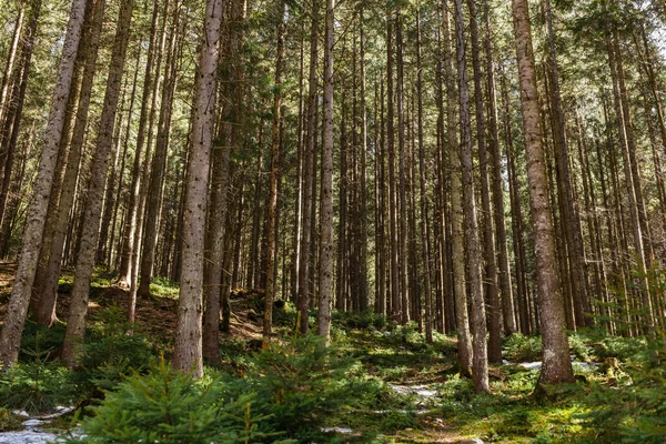 Snow and moss on ground in coniferous forest — Photo de stock