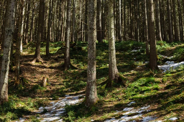 Snow on hill in mountain forest — стоковое фото