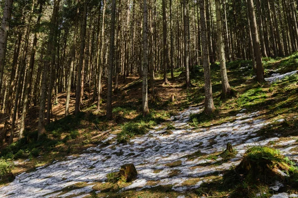 Glade with moss and snow on hill in coniferous forest — стоковое фото