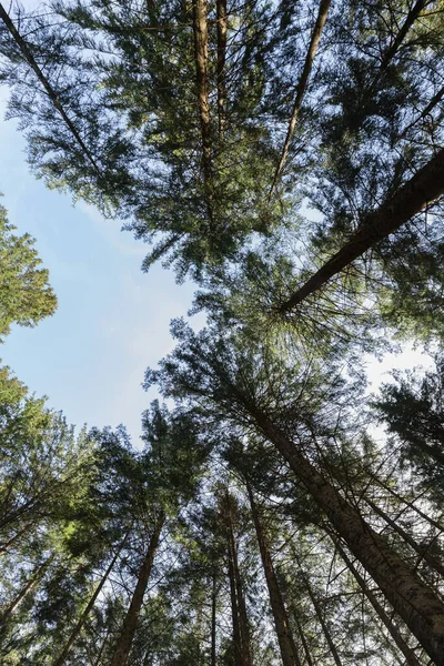 Bottom view of tall pine trees and blue sky — стоковое фото