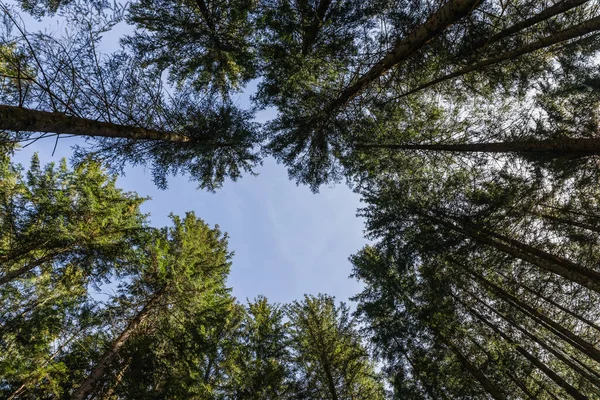 Вид знизу на хвойні дерева і блакитне небо — стокове фото
