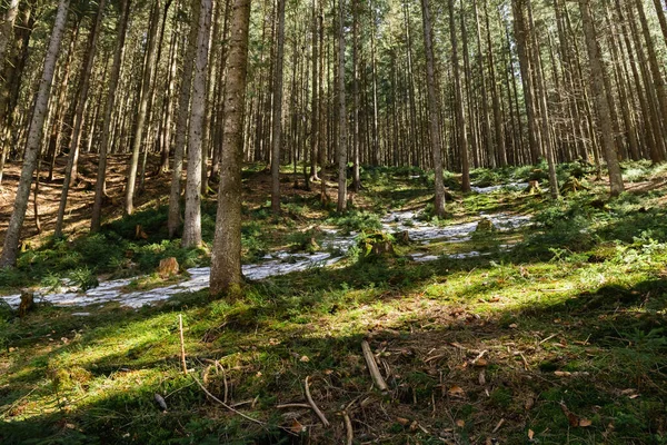 Sunlight on green meadow in forest in spring — Photo de stock