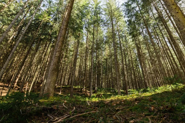 Forêt de sapins avec lumière du soleil sur prairie verte — Photo de stock