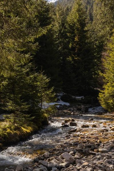 Gebirgsfluss mit Steinen und Nadelbäumen am Tag — Stockfoto