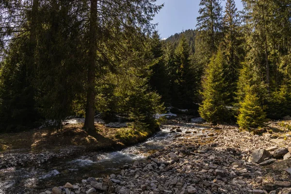 Scenic view of mountain river with stones on shore near pine trees - foto de stock