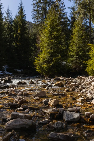 Steine im Gebirgsfluss und Kiefernwald im Hintergrund — Stockfoto