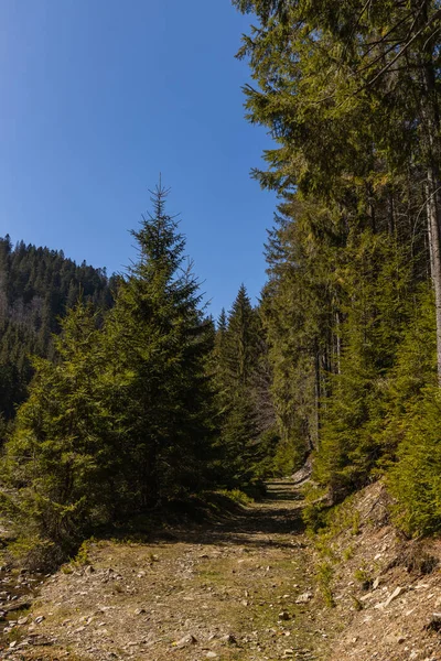 Dirty road between forest with blue sky at background — Photo de stock