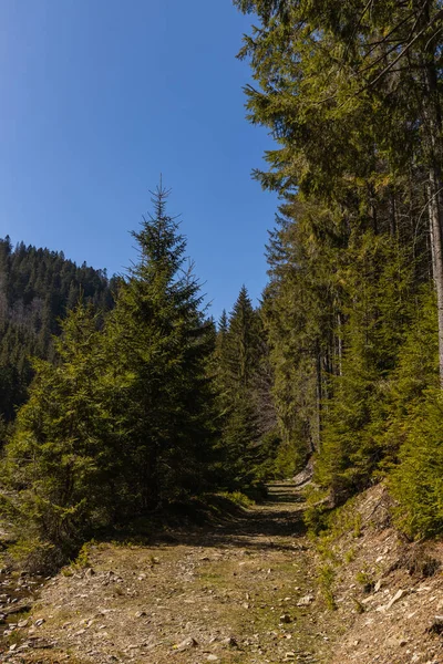 Dirty road between forest with blue sky at background — стоковое фото