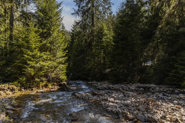 Гірська річка з камінням і сосновим лісом на світанку. — стокове фото