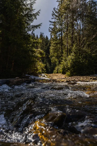 Vue panoramique de la forêt à feuilles persistantes près de la rivière floue à la lumière du jour — Photo de stock