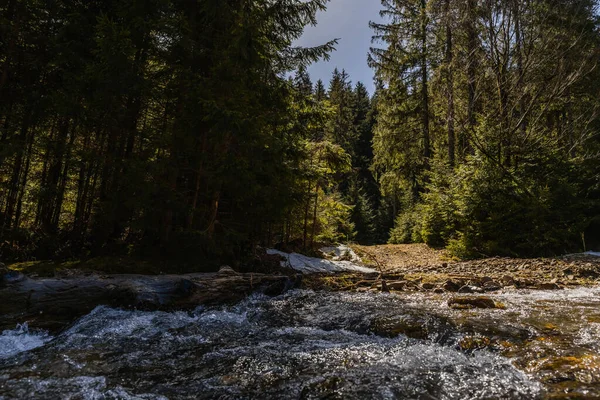 Gebirgsfluss mit Sonnenlicht und Kiefernwald am Tag — Stockfoto