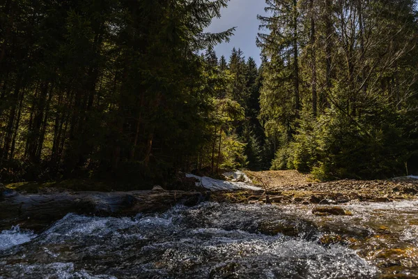 Río de montaña con luz solar y bosque de pinos durante el día - foto de stock