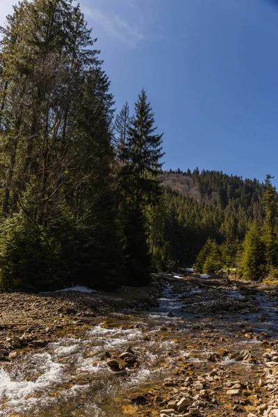 Vue panoramique de la forêt de conifères sur le rivage de la rivière de montagne — Photo de stock