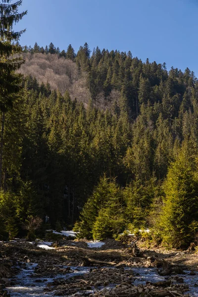 Forêt à feuilles persistantes sur la montagne et la rivière avec des pierres avec ciel bleu en arrière-plan — Photo de stock