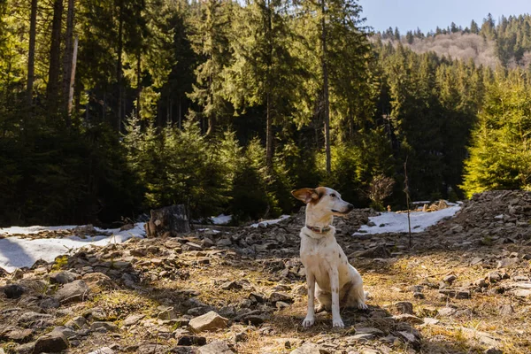 Dog looking away on glade with stones in mountain forest — стоковое фото