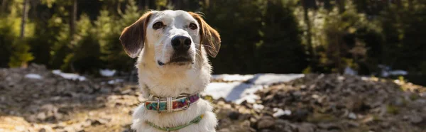 Dog with collar looking away in blurred forest, banner - foto de stock