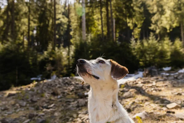 Cane guardando lontano su radura nella foresta offuscata — Foto stock