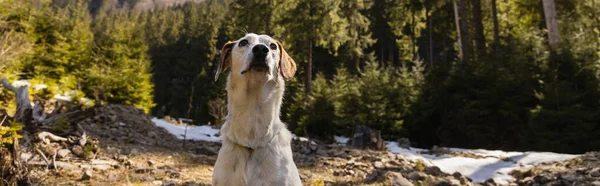 Perro mirando hacia otro lado en el bosque borroso, estandarte - foto de stock