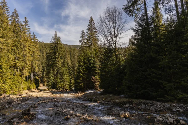 River with stones and evergreen forest at daylight — Photo de stock