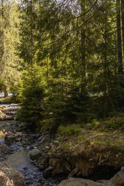 Moos und Steine am Flussufer im Wald — Stockfoto