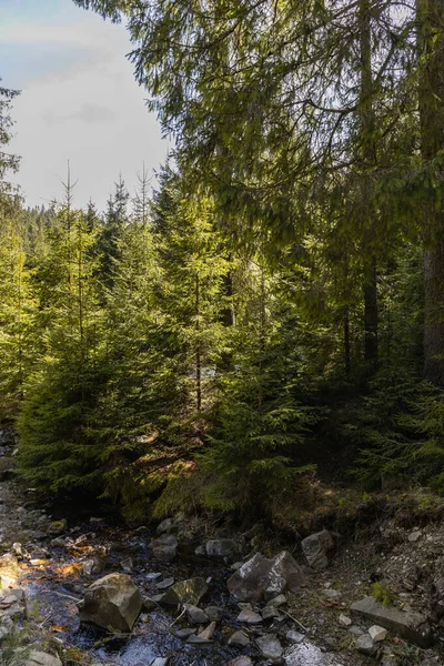 Pine trees near river with stones in forest — Stock Photo