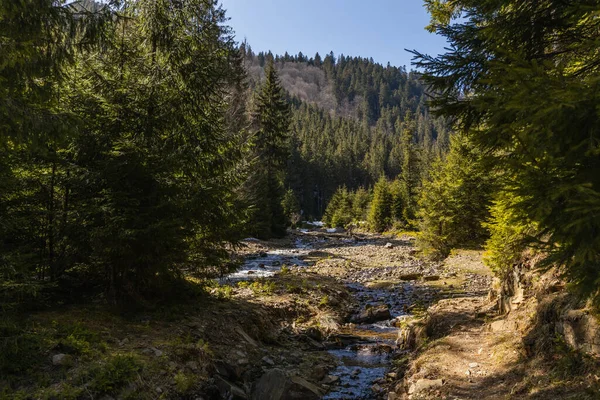 Scenic landscape of evergreen forest and mountain river at daylight — стоковое фото