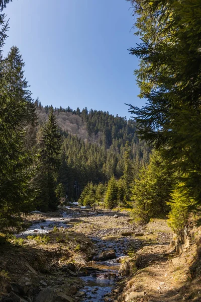 Forêt de pins et rivière de montagne avec ciel bleu à l'arrière-plan — Stock Photo