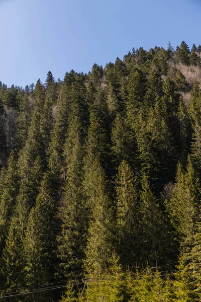 Bosque de pinos en la colina de montaña y cielo azul en el fondo - foto de stock